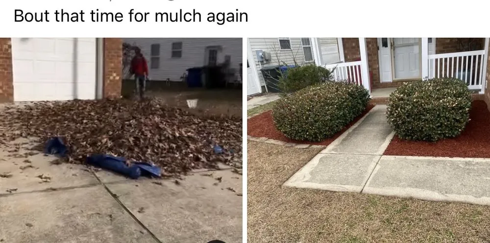 Expert outdoor landscaping for beautiful yards in Newport News, VA by WSP Pressure Lawn And Tree Tree