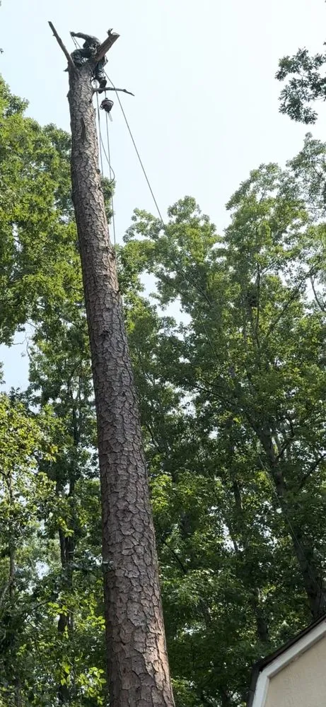 Top-rated yard maintenance for year-round maintenance in Newport News, VA by WSP Pressure Lawn And Tree Tree