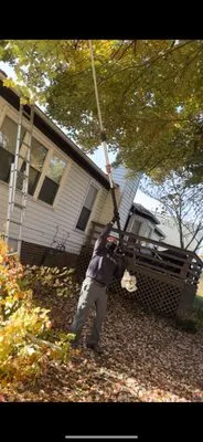 WSP Pressure Lawn And Tree Tree Logo