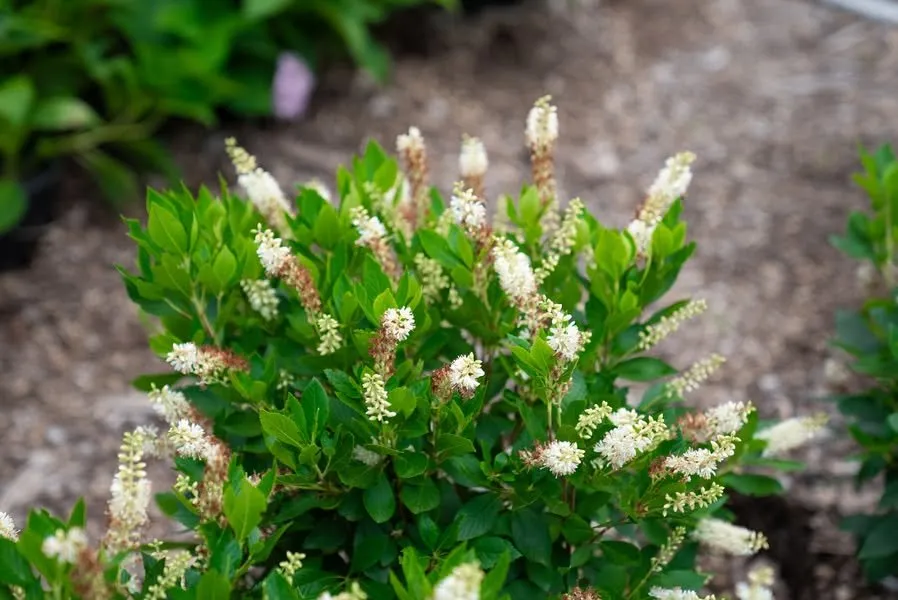 Custom lawn care service for residential properties across Erie, PA - Wurst J J Landscape Contractors & Garden Center