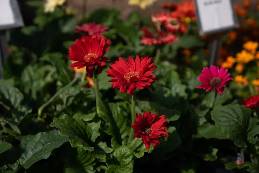 Trusted yard maintenance in Erie, PA by Wurst J J Landscape Contractors & Garden Center