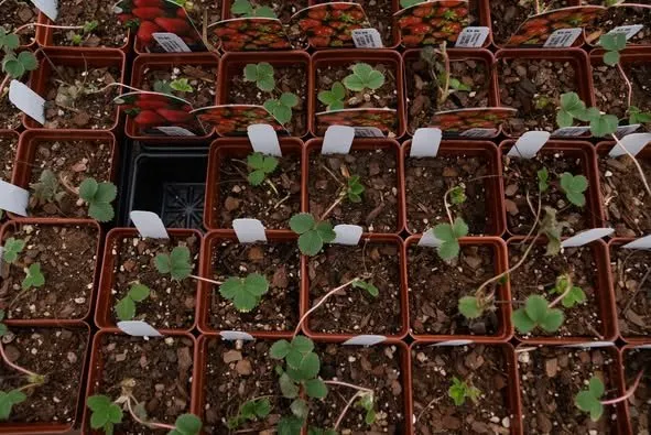 Affordable landscape design experts serving Erie, PA - Wurst J J Landscape Contractors & Garden Center