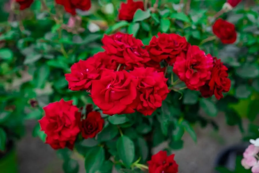 Professional residential landscaping for residential properties across Erie, PA - Wurst J J Landscape Contractors & Garden Center