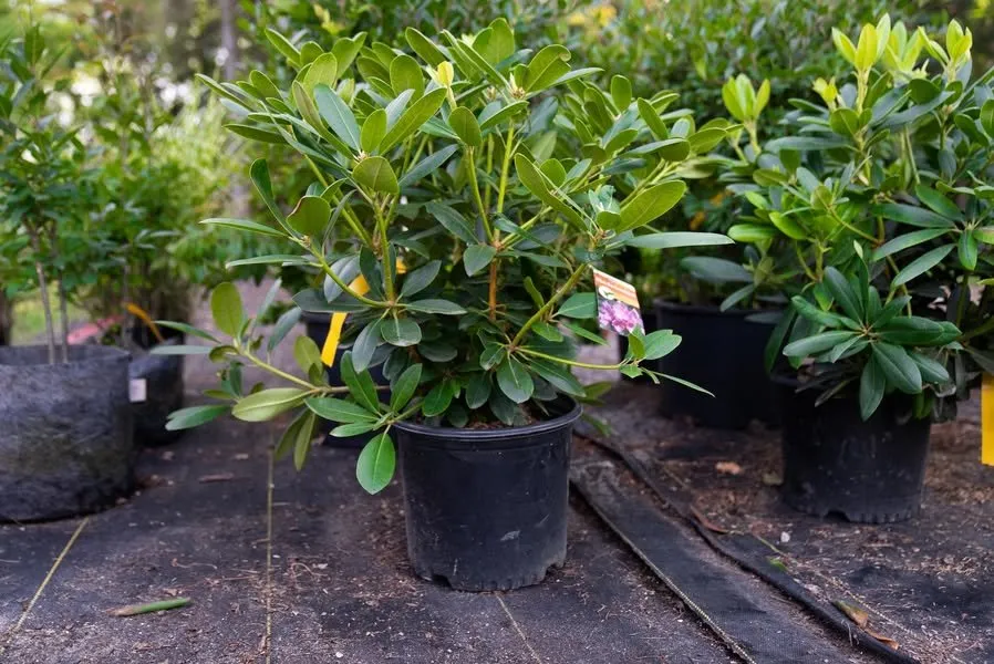 Trusted yard cleanup service experts serving Erie, PA - Wurst J J Landscape Contractors & Garden Center