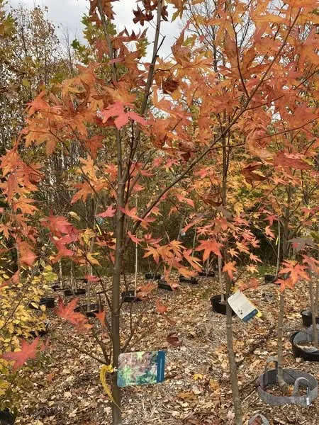 Trusted landscape installation for year-round maintenance across Erie, PA - Wurst J J Landscape Contractors & Garden Center