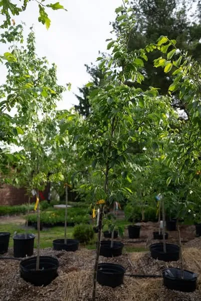 Affordable landscape design near you in Erie, PA by Wurst J J Landscape Contractors & Garden Center