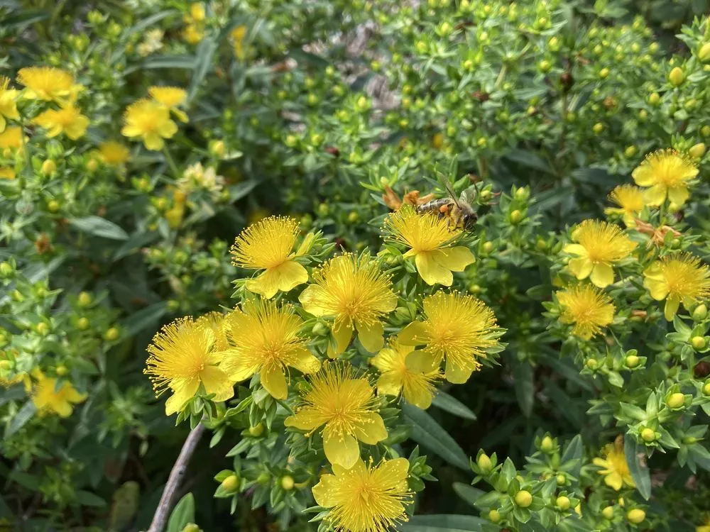 Expert garden landscaping for homes across Erie, PA - Wurst J J Landscape Contractors & Garden Center