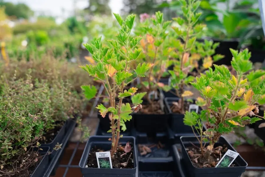 Local residential landscaping near you in Erie, PA by Wurst J J Landscape Contractors & Garden Center