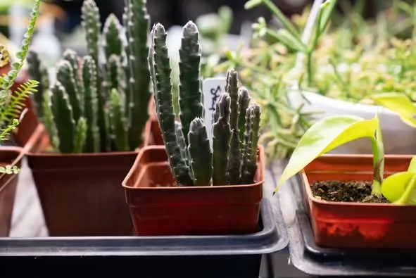 Expert yard cleanup service near you in Erie, PA by Wurst J J Landscape Contractors & Garden Center