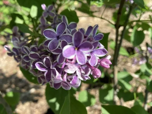 Wurst J J Landscape Contractors & Garden Center