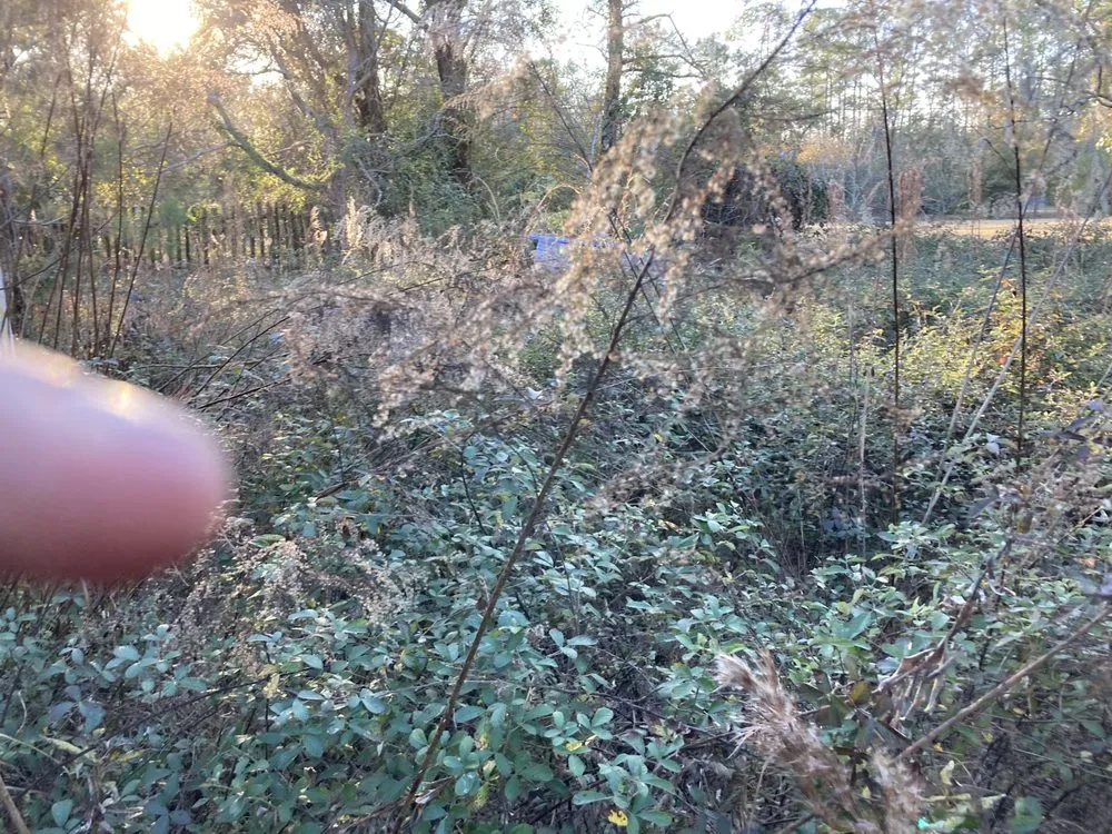 Professional outdoor landscaping in Jacksonville, FL by W&W Land and Lawn Care