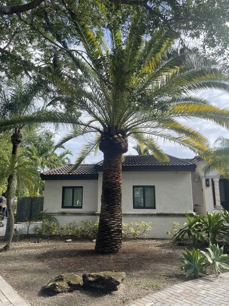 Professional landscaping services near you across Miami, FL - Ww Pacheco’s Landscaping