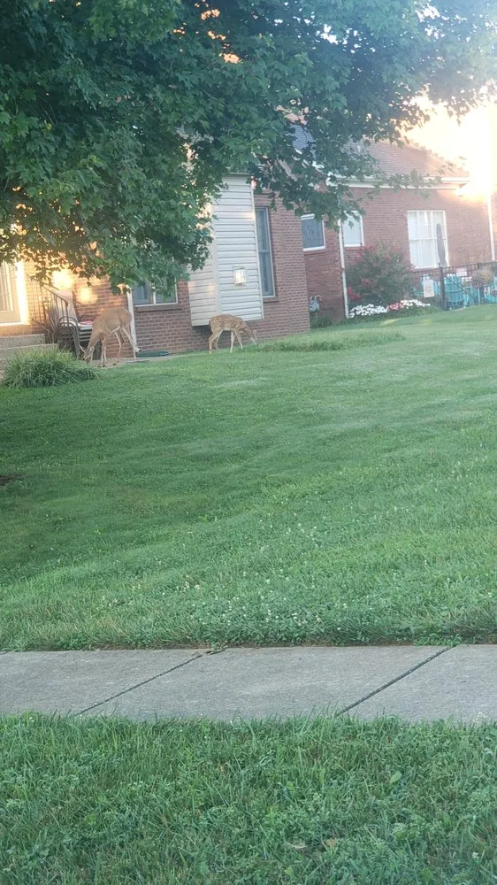 Affordable yard maintenance for beautiful yards in Louisville, KY by Wyatts Lawncare & Landscaping