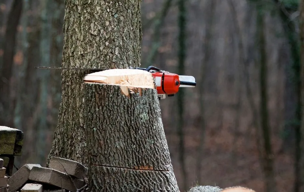 Reliable residential landscaping for outdoor upgrades in Lady Lake, FL by Wyatt's Way