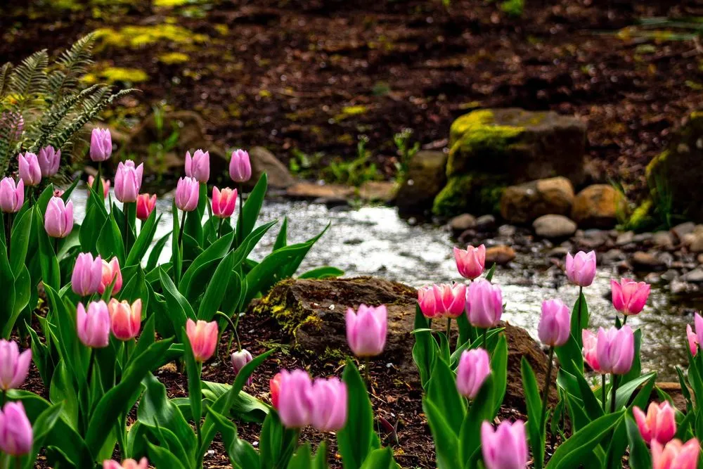 Professional residential landscaping for year-round maintenance in Damascus, OR by Wyeast Gardens