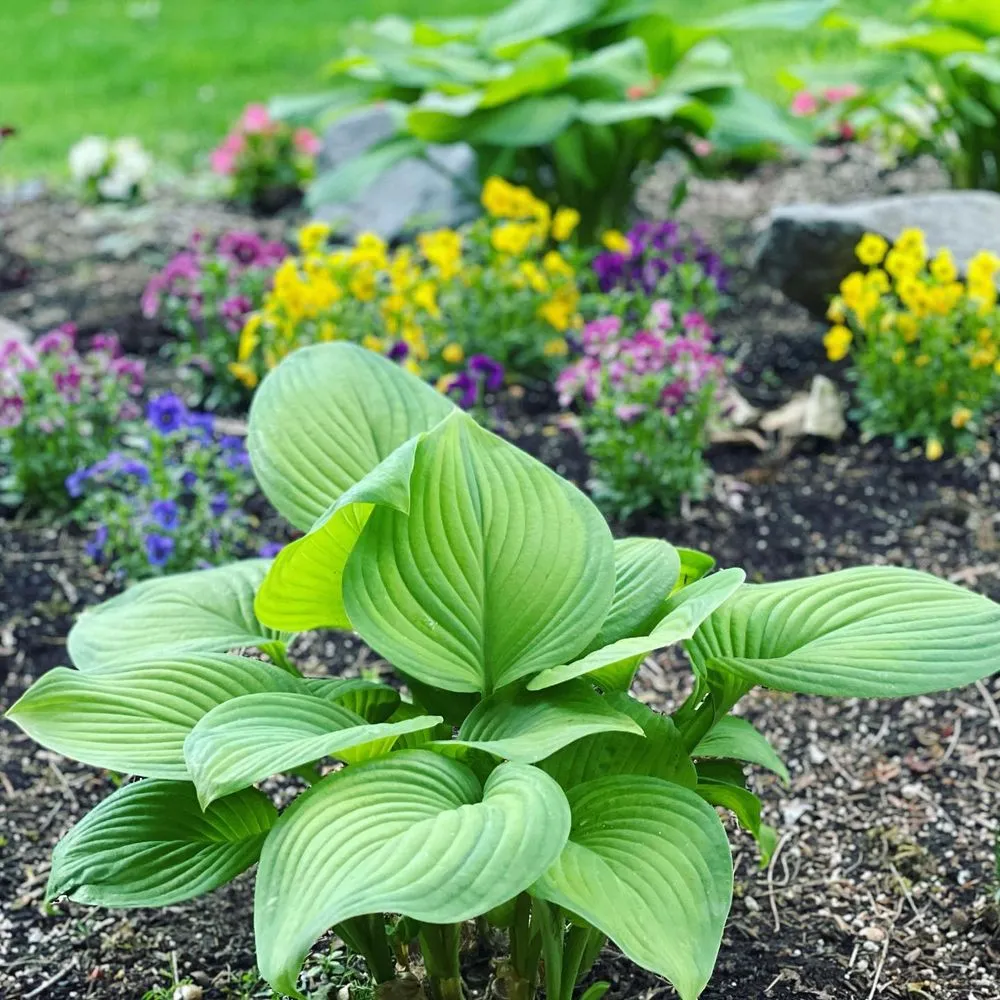 Local landscaping services in Damascus, OR - Wyeast Gardens