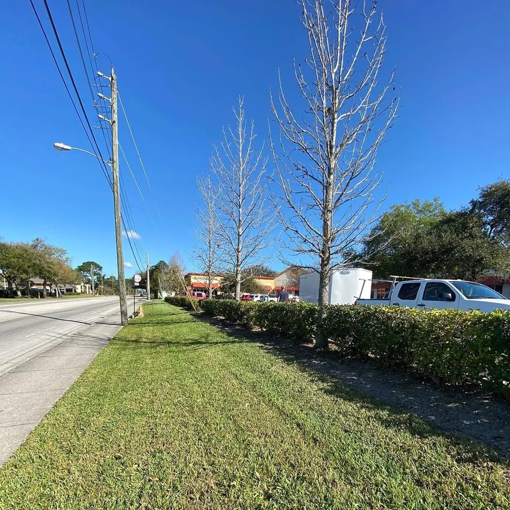 Affordable yard cleanup service experts serving Dallas, TX - Wynnewood Lawn Care