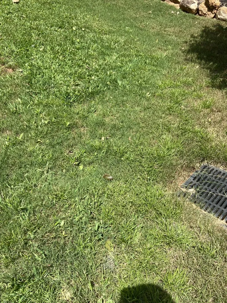 Local yard cleanup service for beautiful yards in Douglasville, GA by Wynn's Intensive Lawn Care