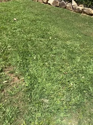 Wynn's Intensive Lawn Care Logo