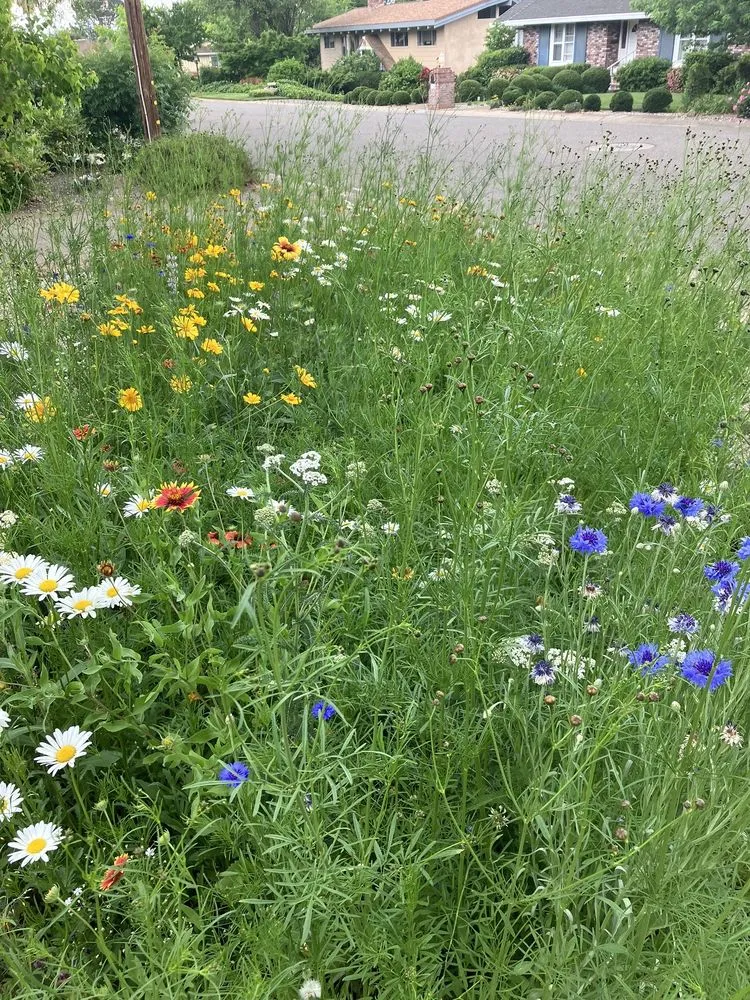 Professional landscape design in Redding, CA - Wynscape Designs