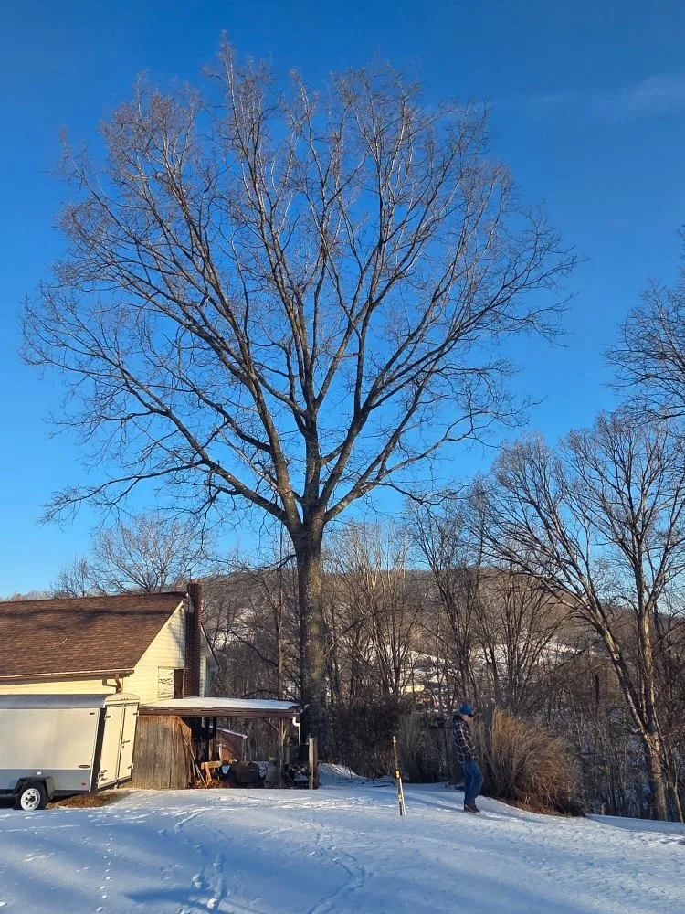 Expert landscaping services for beautiful yards in Princeton, WV by Wyrick Tree Service