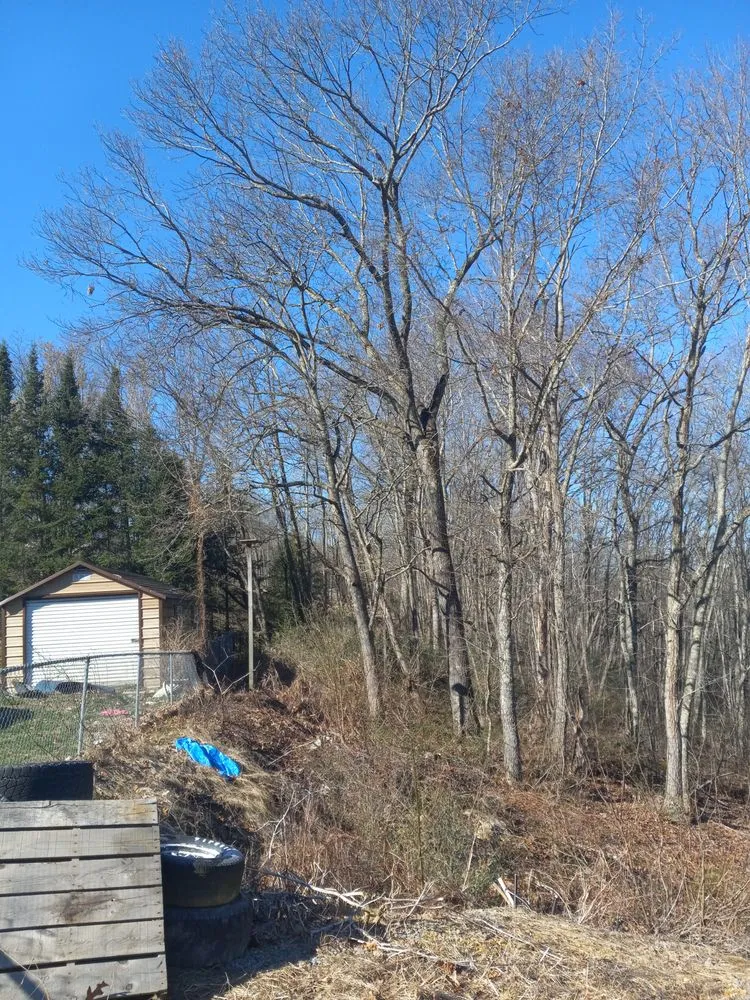 Local yard cleanup service experts serving Princeton, WV - Wyrick Tree Service