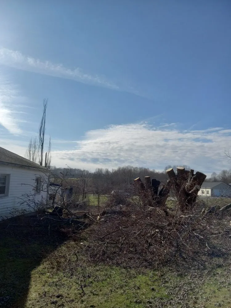 Trusted yard cleanup service in Princeton, WV by Wyrick Tree Service