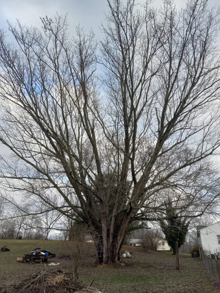 Local residential landscaping experts serving Princeton, WV - Wyrick Tree Service