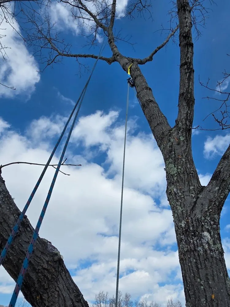 Reliable yard cleanup service in Princeton, WV by Wyrick Tree Service