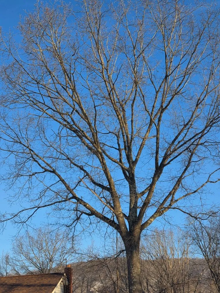 Trusted landscape design in Princeton, WV by Wyrick Tree Service