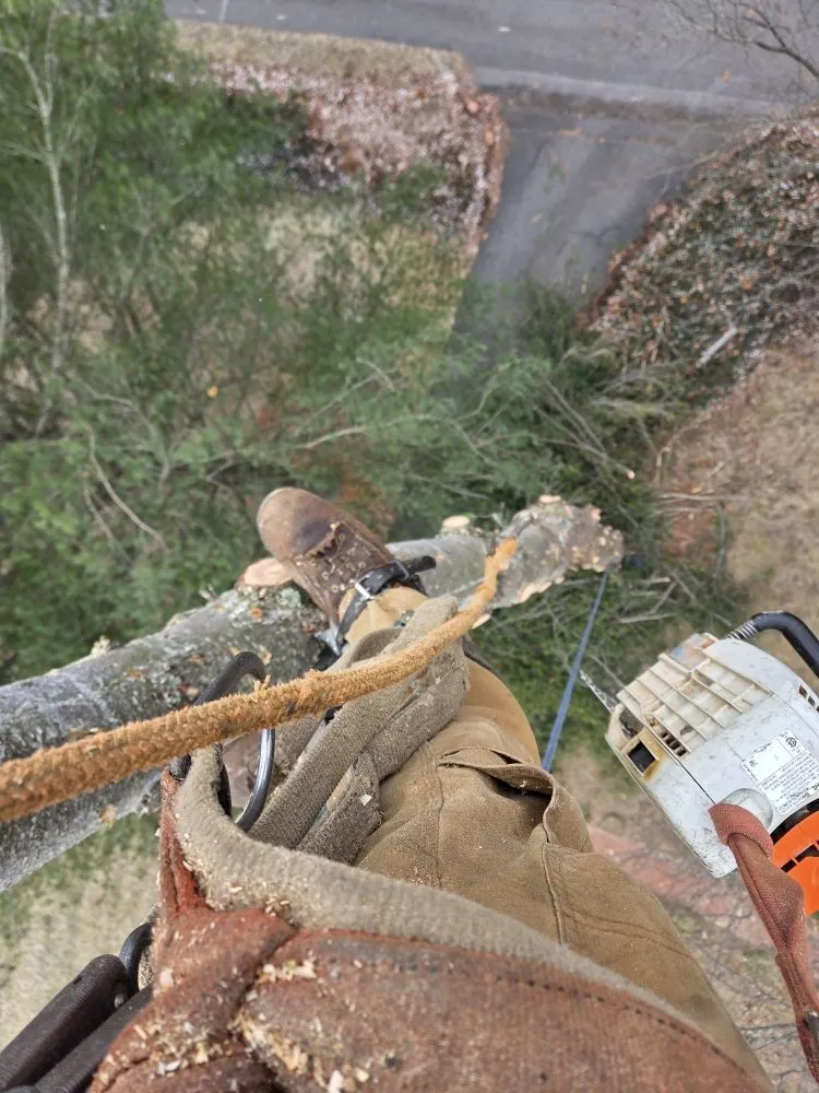 Affordable yard cleanup service for outdoor upgrades in Princeton, WV by Wyrick Tree Service