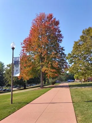 Wysor Ecological Services Logo