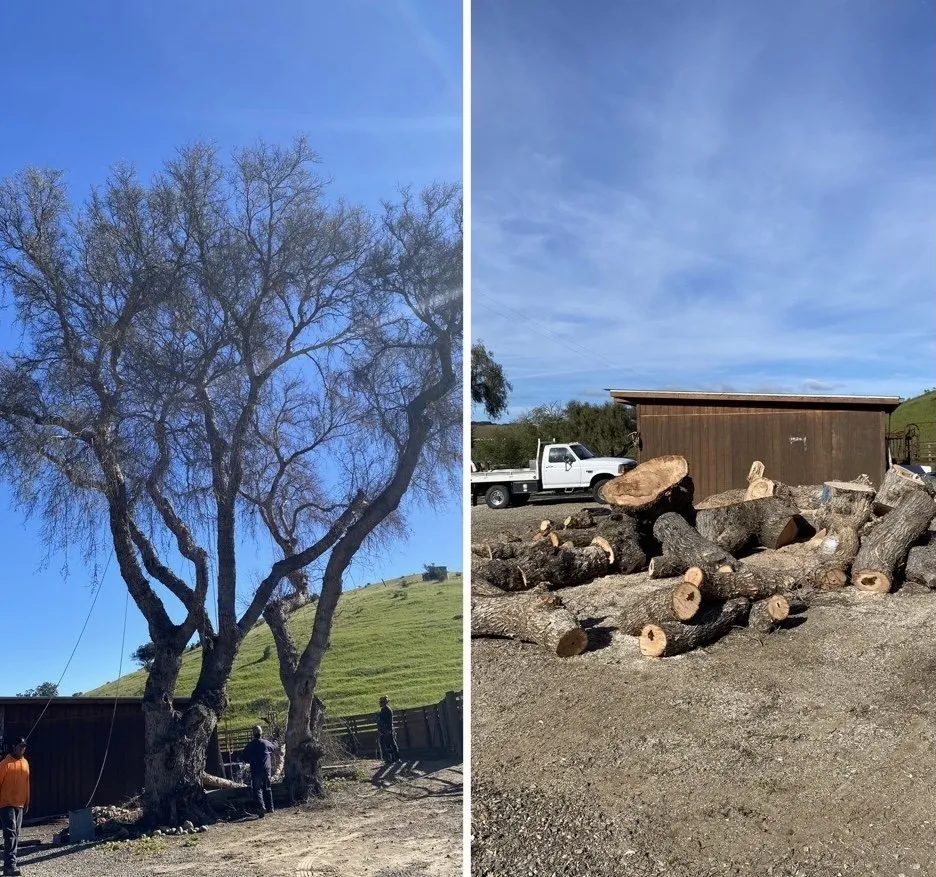 Affordable garden landscaping for homes across Lompoc, CA - X Green Co. Tree Service