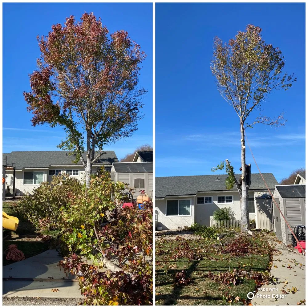 Affordable lawn mowing service experts serving Lompoc, CA - X Green Co. Tree Service