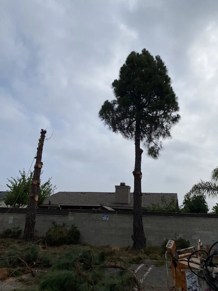 Expert landscaping services experts serving Lompoc, CA - X Green Co. Tree Service