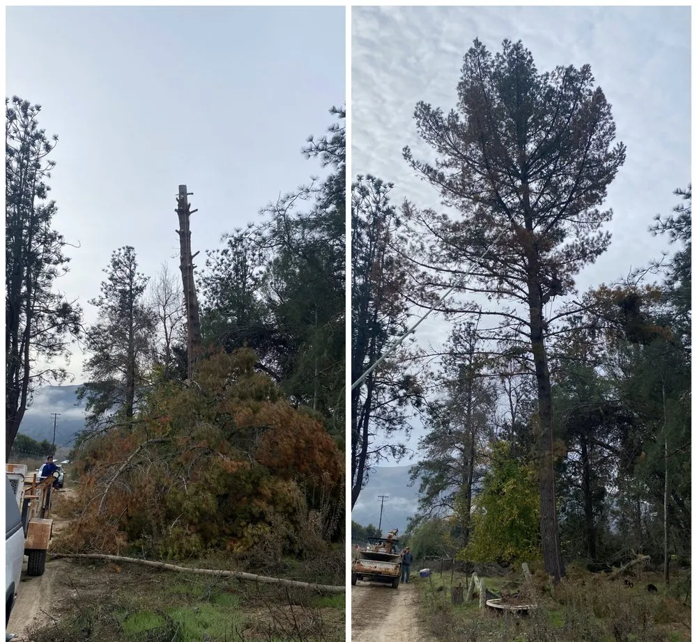 Professional lawn mowing service in Lompoc, CA - X Green Co. Tree Service