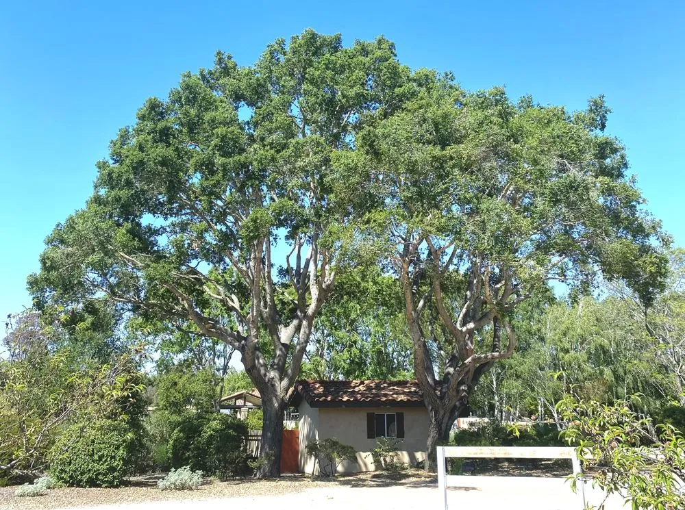 Custom garden landscaping in Lompoc, CA by X Green Co. Tree Service
