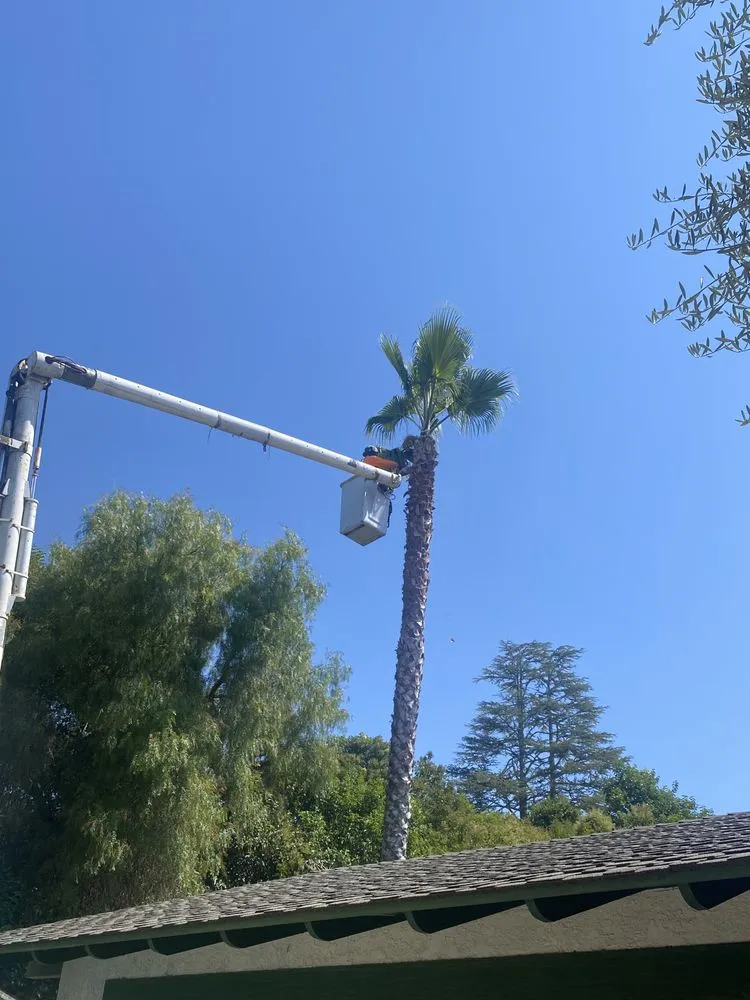 Local residential landscaping in Lompoc, CA by X Green Co. Tree Service