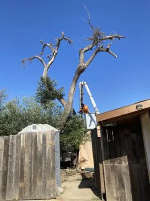 X Green Co. Tree Service Logo