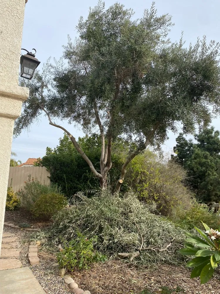 Custom outdoor landscaping for homes in Escondido, CA by X Landscape