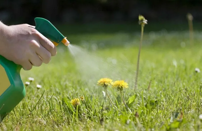 Top-rated yard cleanup service in McKinney, TX by X Lawns