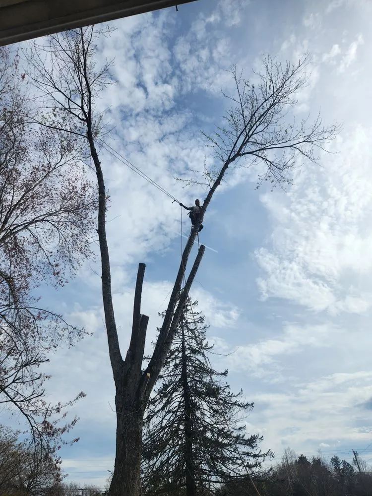 Trusted landscape design experts serving Lynchburg, VA - XBS Tree and Lawn Care