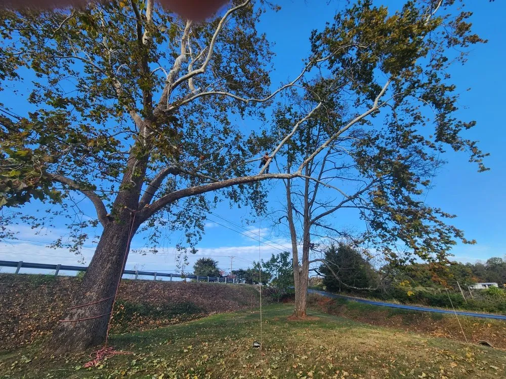 Custom yard cleanup service with custom design across Lynchburg, VA - XBS Tree and Lawn Care