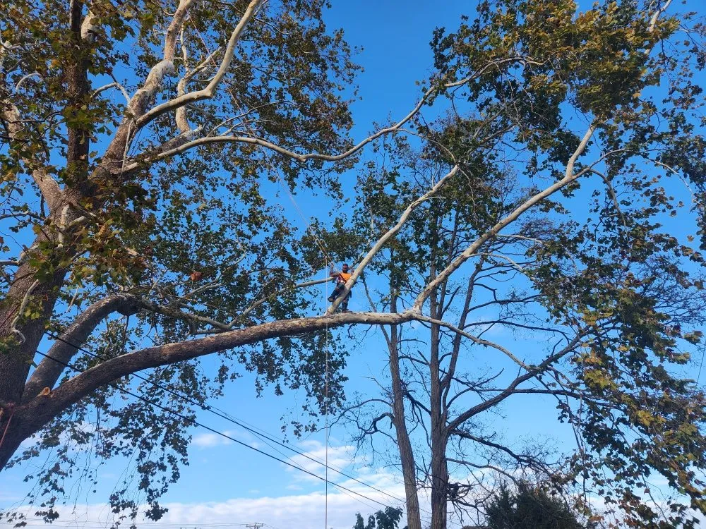 Custom landscape design near you in Lynchburg, VA by XBS Tree and Lawn Care