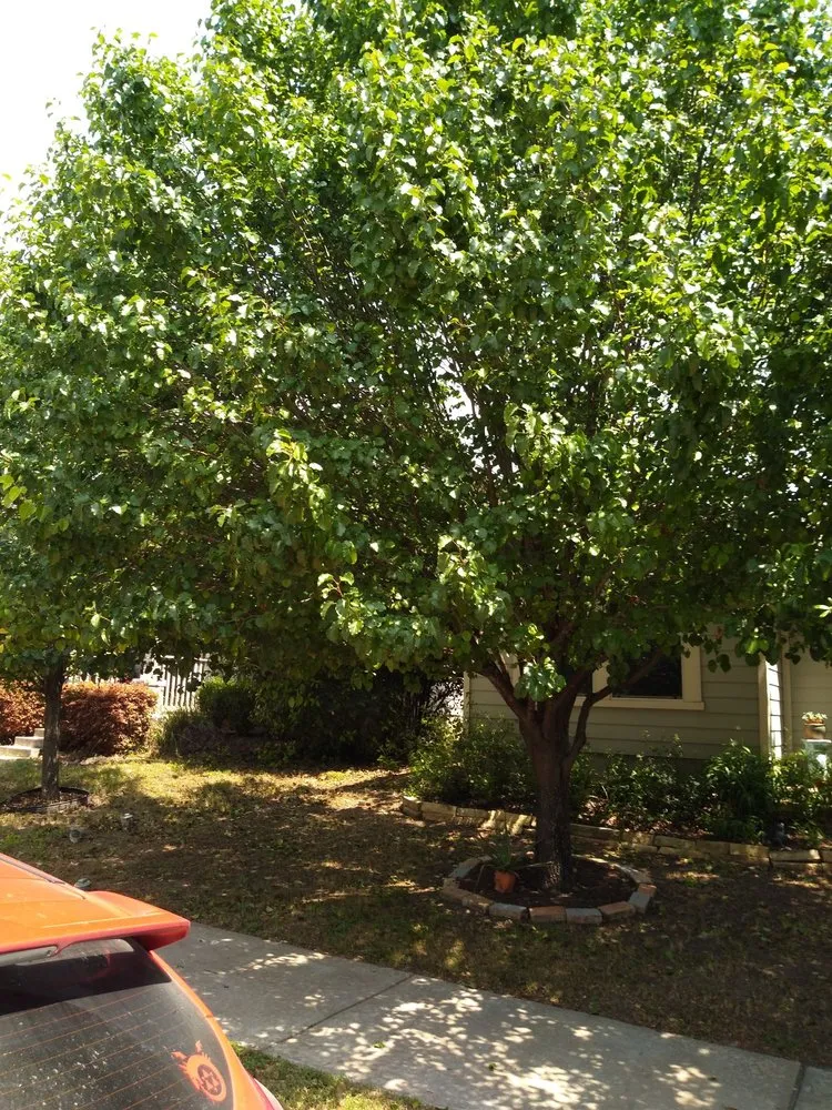 Local lawn mowing service in Magnolia, TX - X'cellent Lawn Kare & More