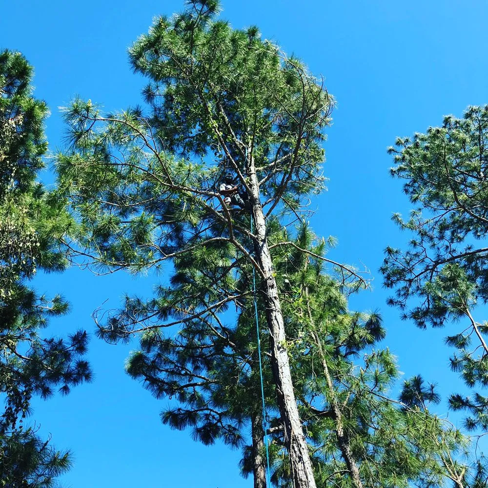 Expert landscaping services experts serving Casselberry, FL - XD Land Service