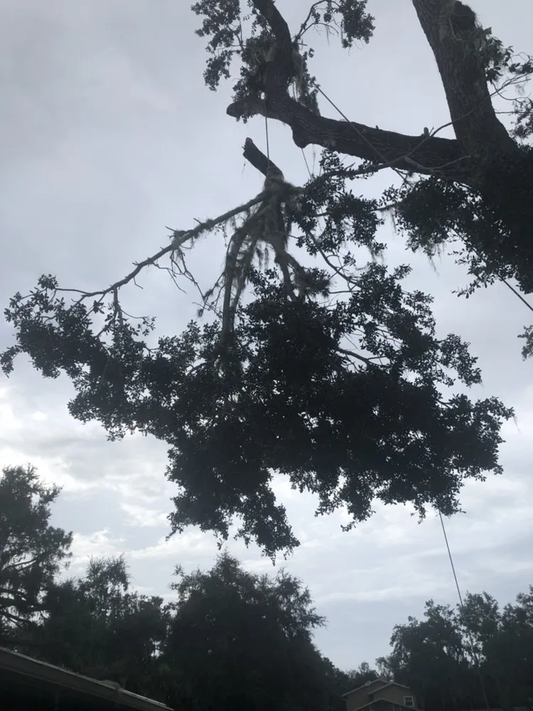 Affordable yard cleanup service experts serving Casselberry, FL - XD Land Service