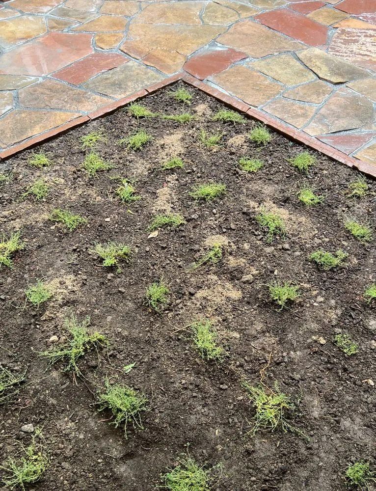 Trusted yard maintenance in Jamestown, CO - Xeric Landscapes