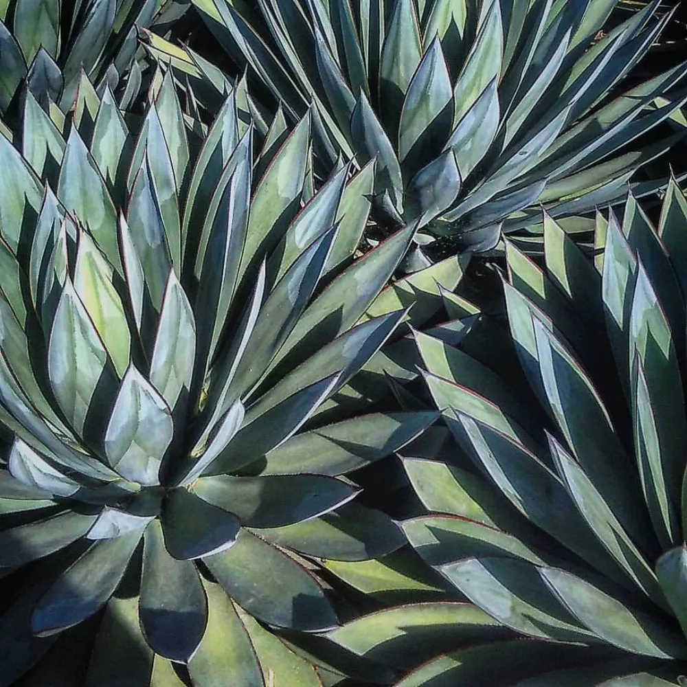 Local lawn care service in Fullerton, CA - Xeristyle Exterior Design