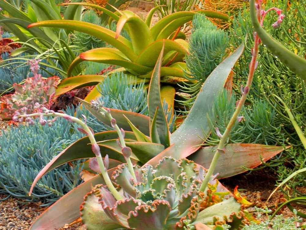 Expert lawn care service experts serving Fullerton, CA - Xeristyle Exterior Design